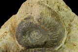 Two Bathonian Ammonite (Procerites) Fossils - France #152736-2